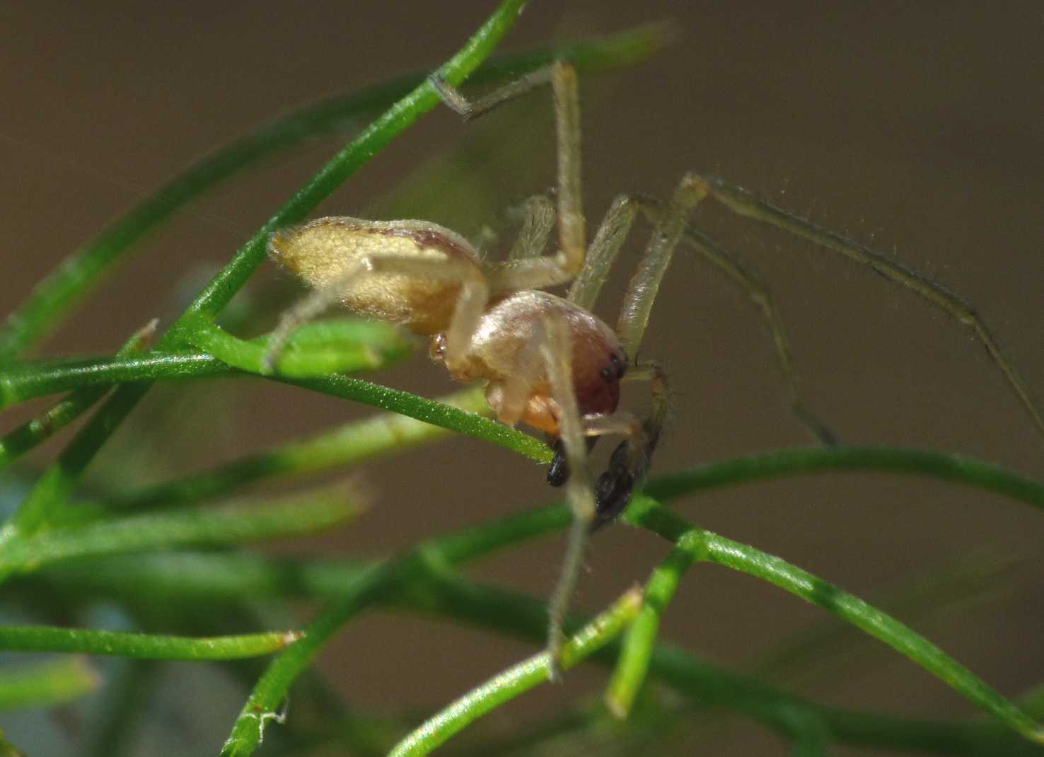 Piccoli Cheiracanthium: Ch. erraticum? - S. Teresa G. (OTR)